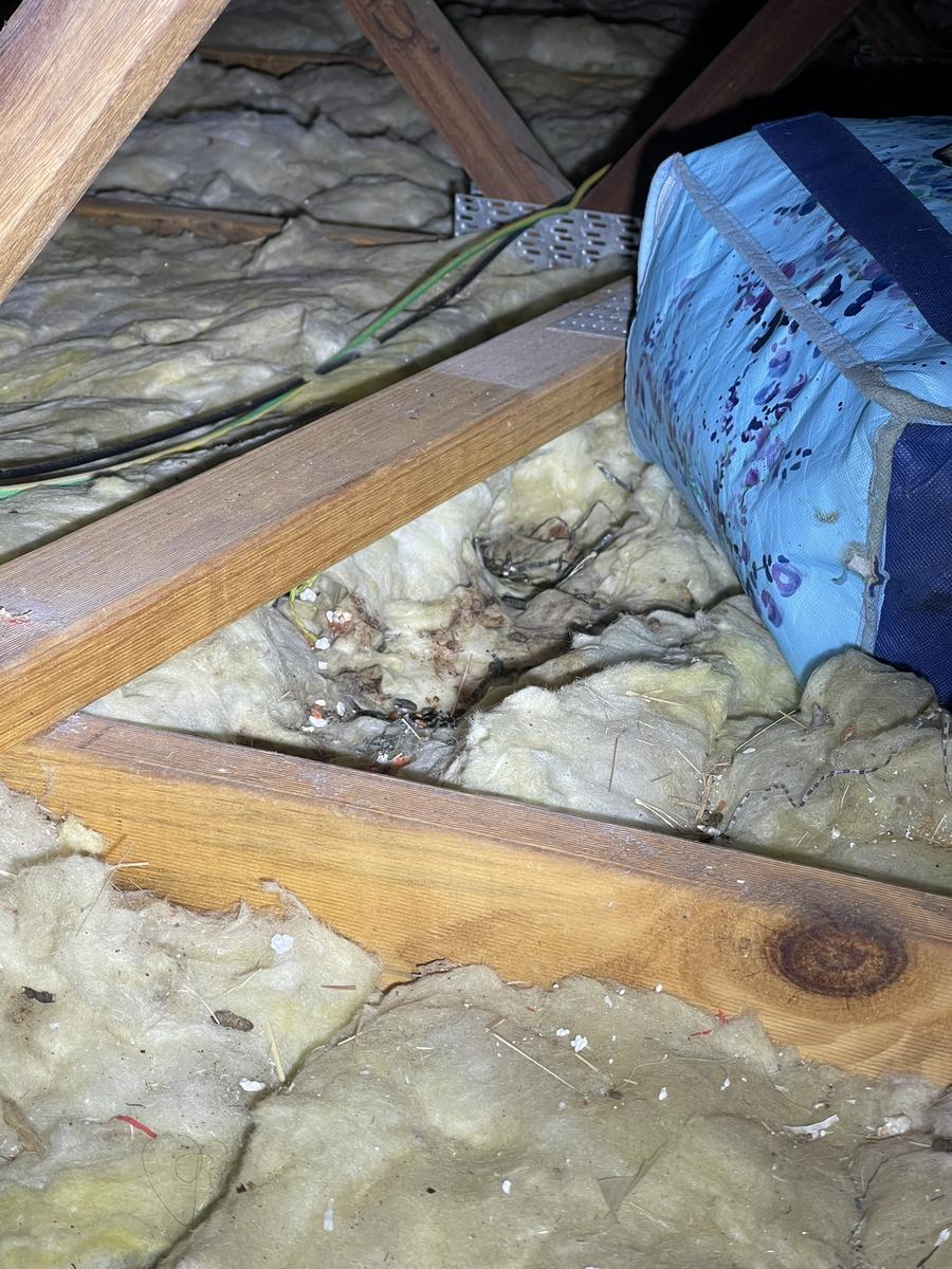 Rodent evidence in roof void insulation