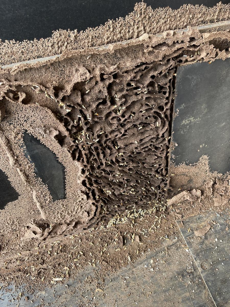 Active termite workings and damaged material inside a timber structure