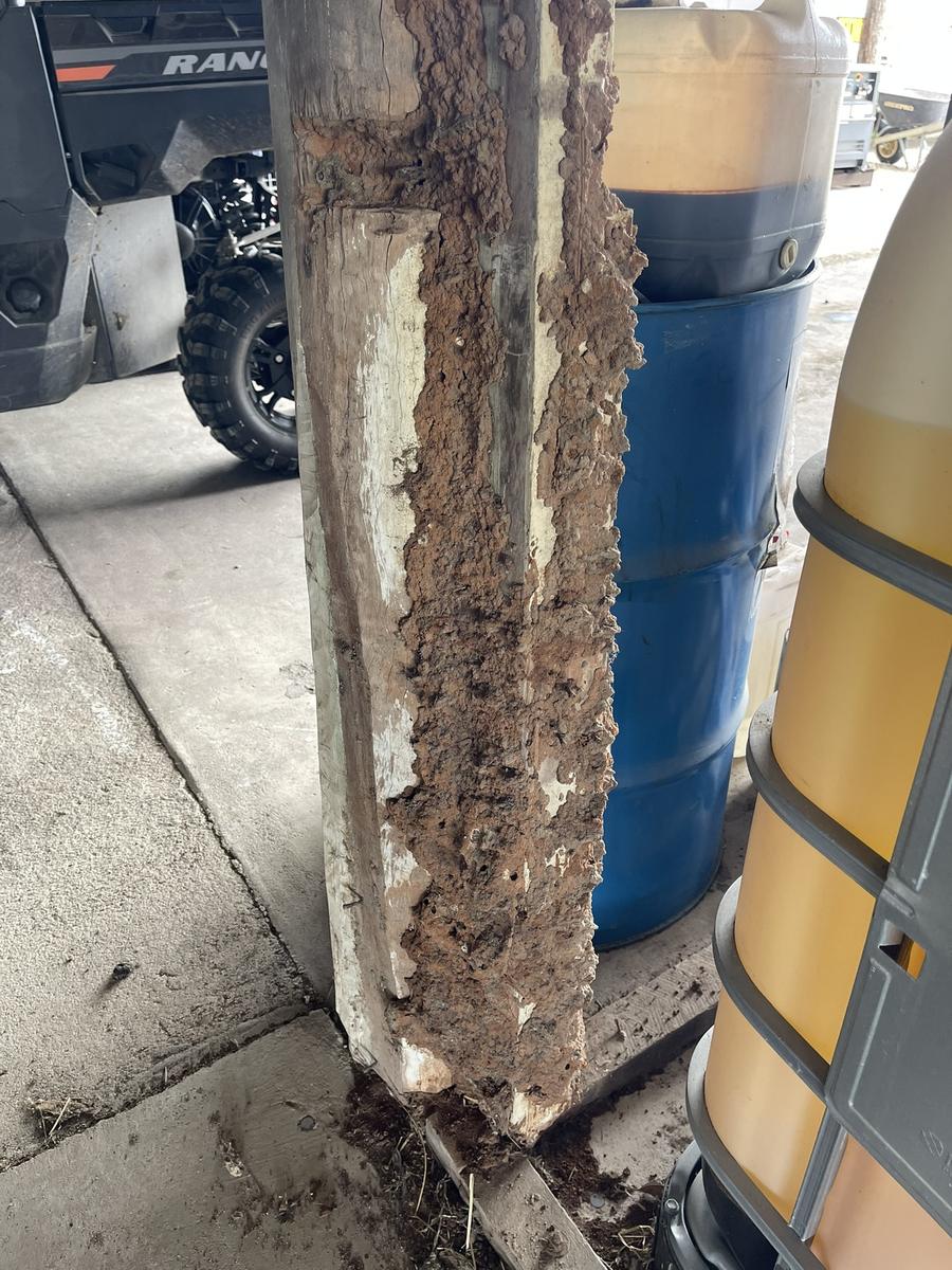 Termite-damaged timber post with mudding visible